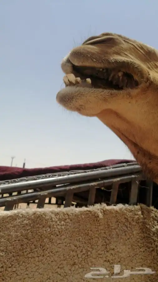 تم البيع الله يبارك الشاري 3