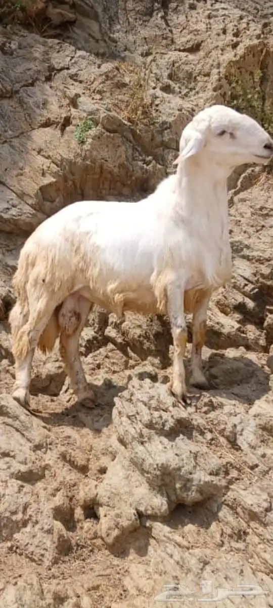 تيوس 15