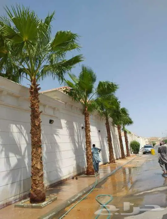 نخل واشنطني زينه واشنطونيا للبيع 11