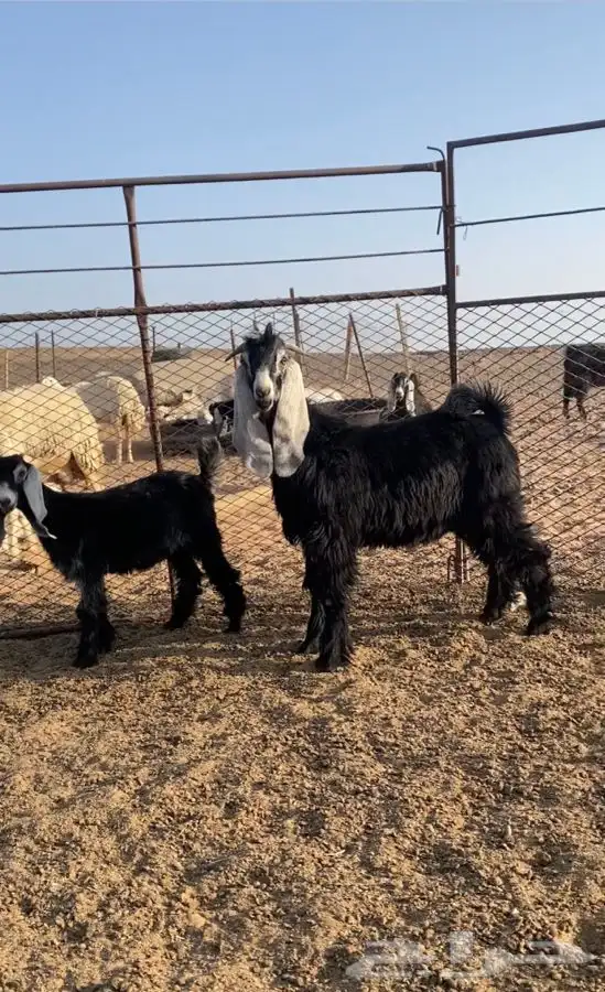 تيس مشروع فحل 0