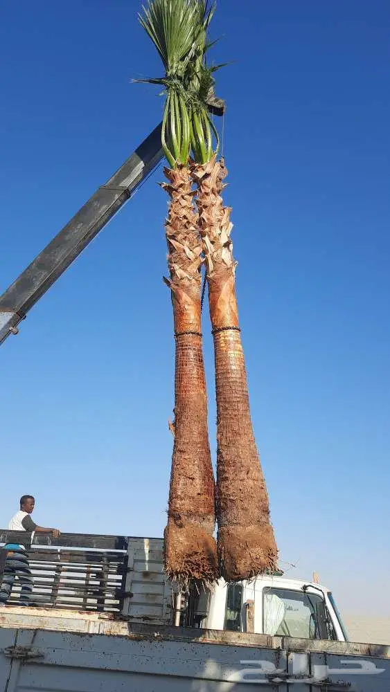 نخل واشنطني زينه واشنطونيا للبيع 13