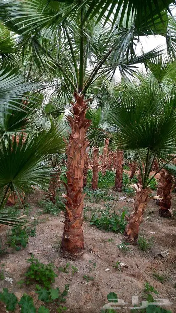 نخل واشنطني زينه واشنطونيا للبيع 3