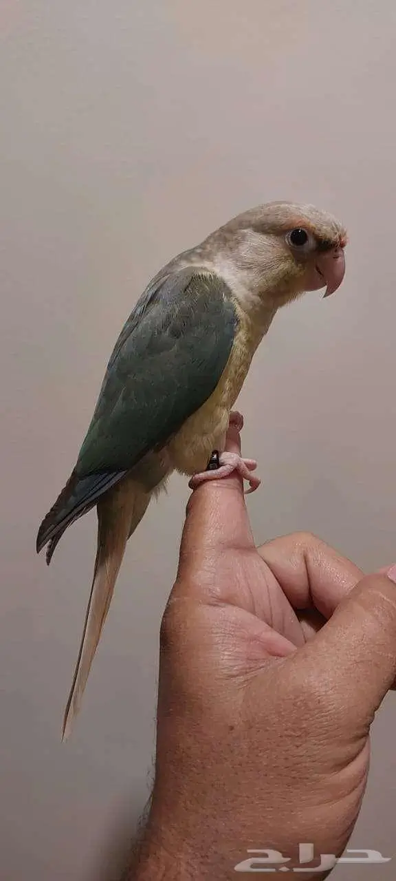 كنيور 3
