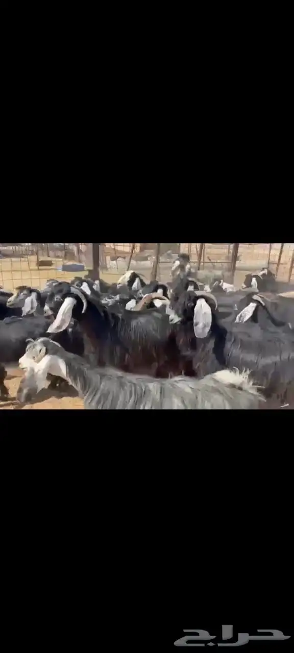 للبيع معزا عوارض 0