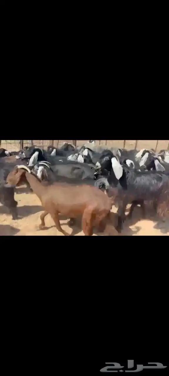 للبيع معزا عوارض 3