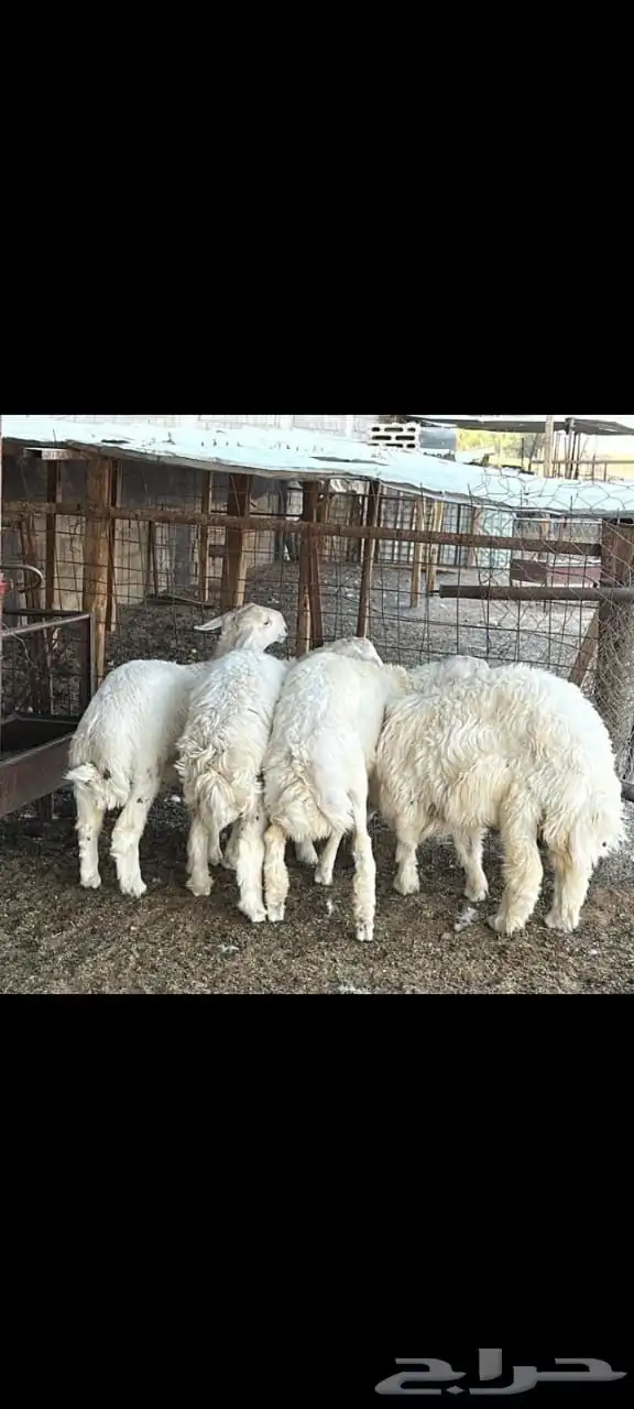 طليان حريه جذعان انتاج المراح سمان وسليمه 5