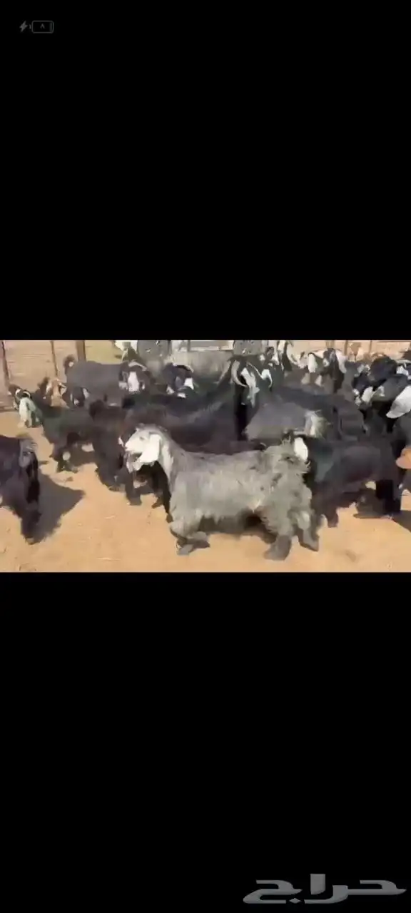 للبيع معزا عوارض 2