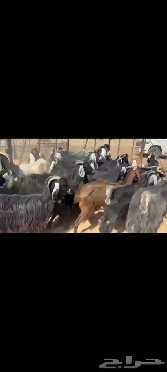 للبيع معزا عوارض 1