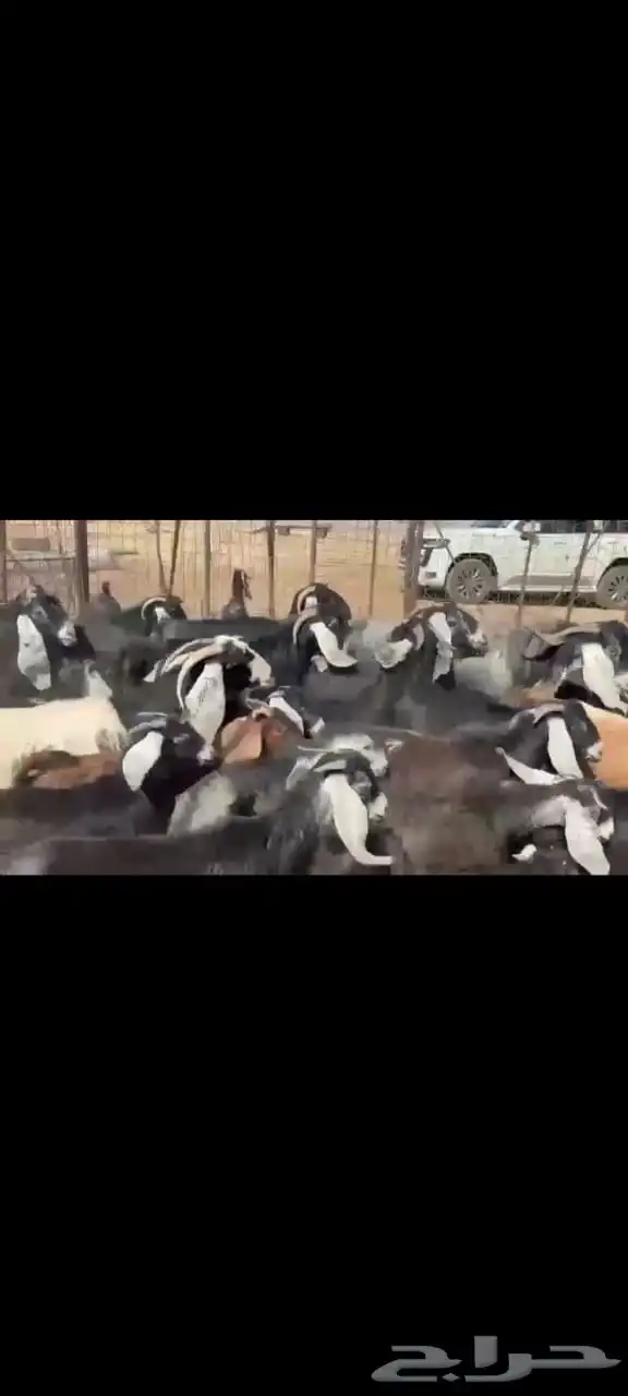 للبيع معزا عوارض 4