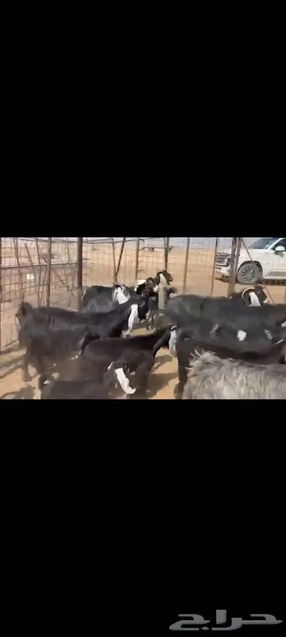 للبيع معزا عوارض 5