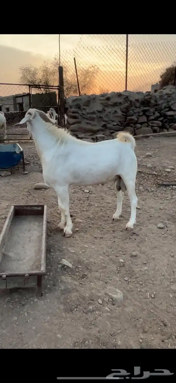تيوس 1