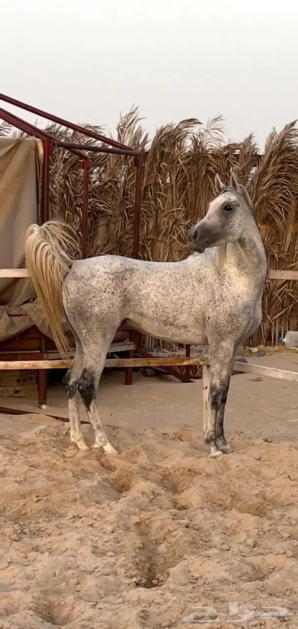 حصان 2