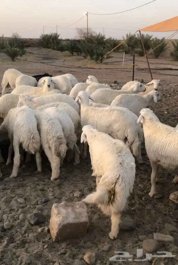 يوجد ذبايح طليان ورخال البيع جمله وتفريد وحلال طيب 1