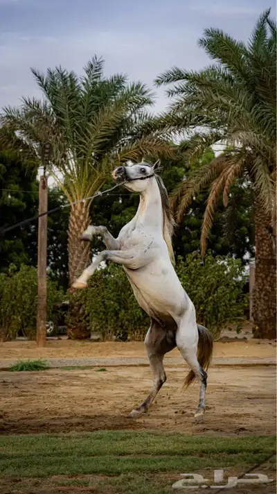 الفحل ورد حفيد العديد الشقب باوراقه 5