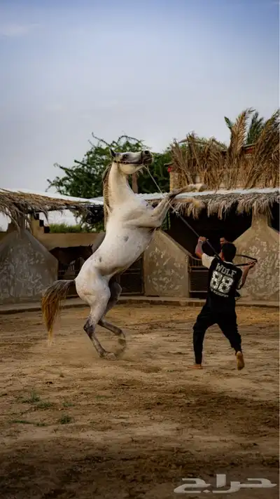الفحل ورد حفيد العديد الشقب باوراقه 4