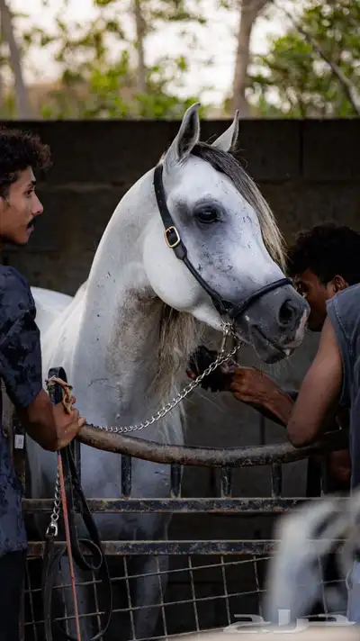 الفحل ورد حفيد العديد الشقب باوراقه 3