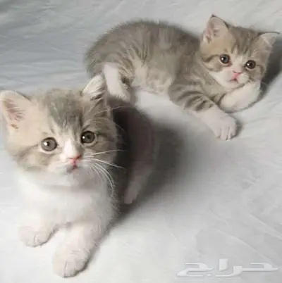 عروض للبيع سكوتش فولد 2