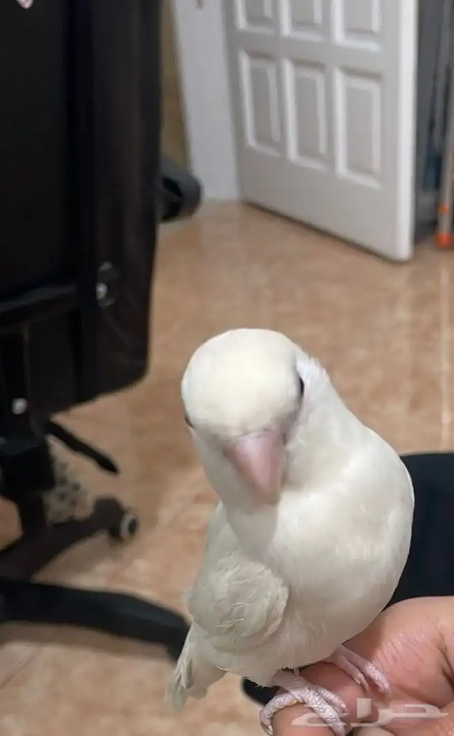 روز البينو 0