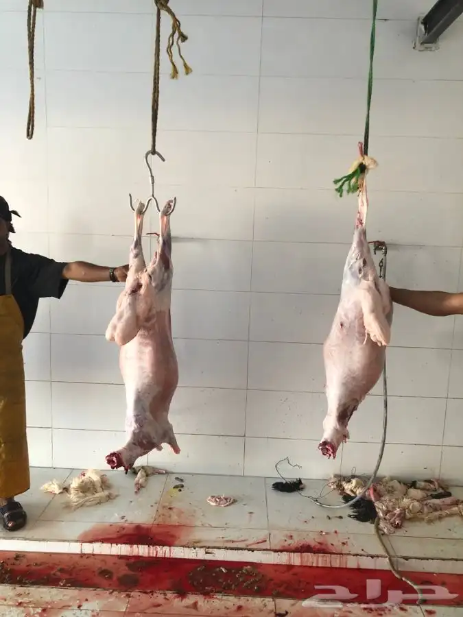 يوجد ذبايح طليان ورخال البيع جمله وتفريد وحلال طيب 0
