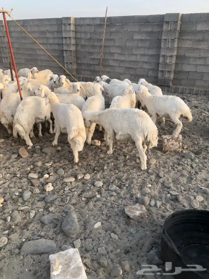 يوجد ذبايح طليان ورخال البيع جمله وتفريد وحلال طيب 2