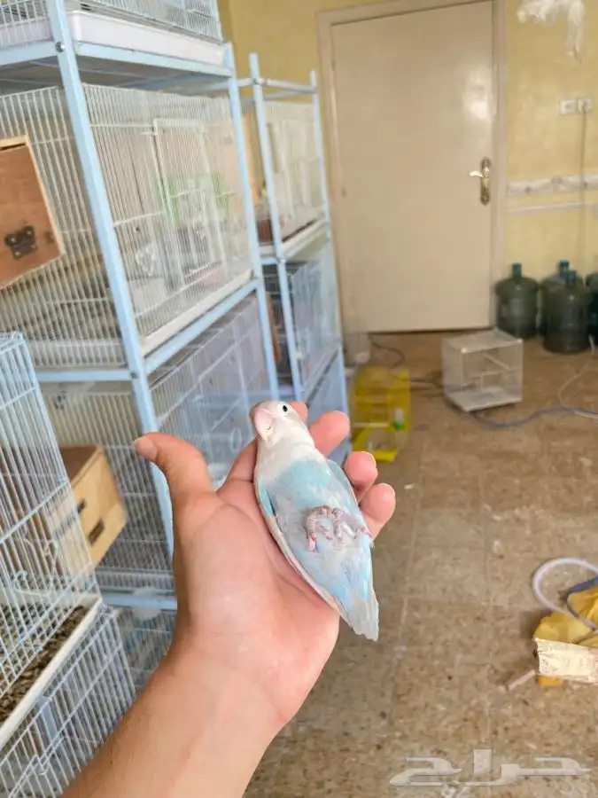 انثى فيشر اليفه 7