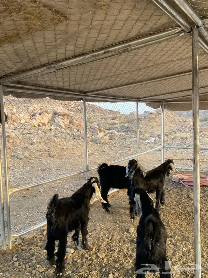 تيوس عوارض 3
