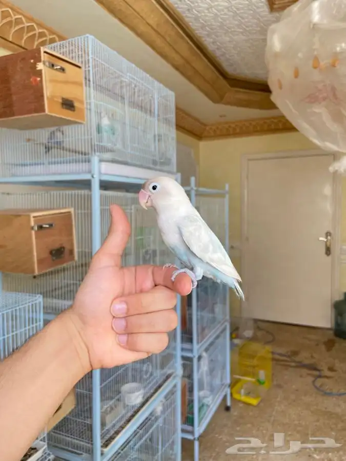انثى فيشر اليفه 1