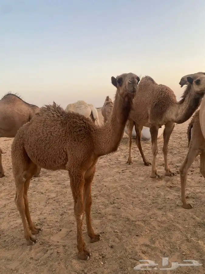 قعود على الهدب 2
