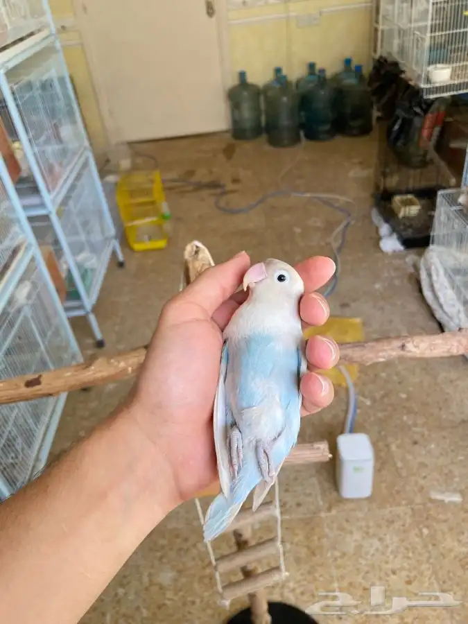 انثى فيشر اليفه 2