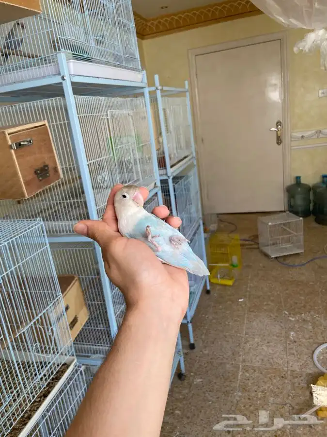 انثى فيشر اليفه 15