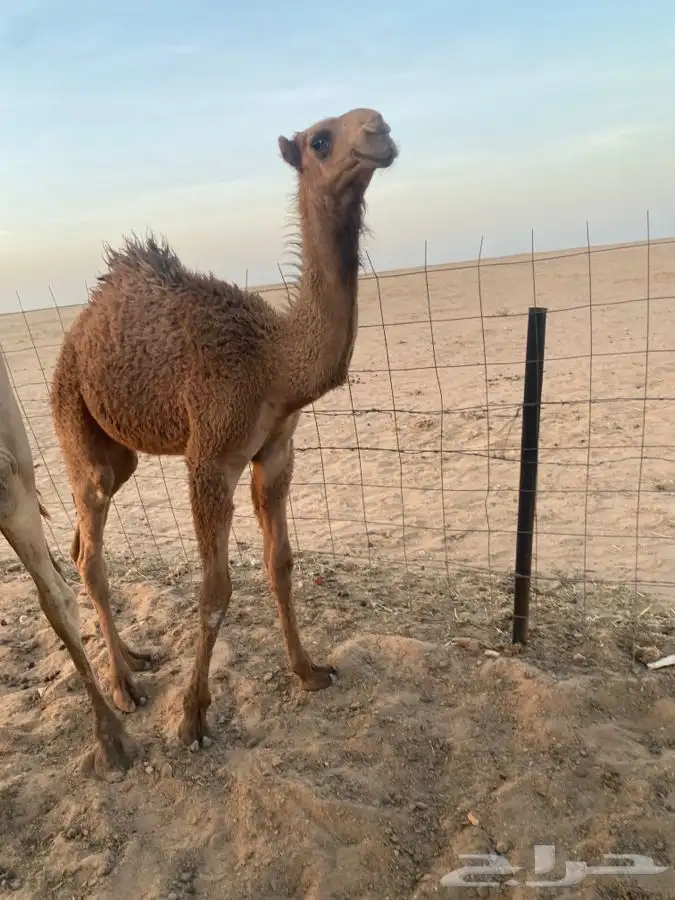 قعود على الهدب 1