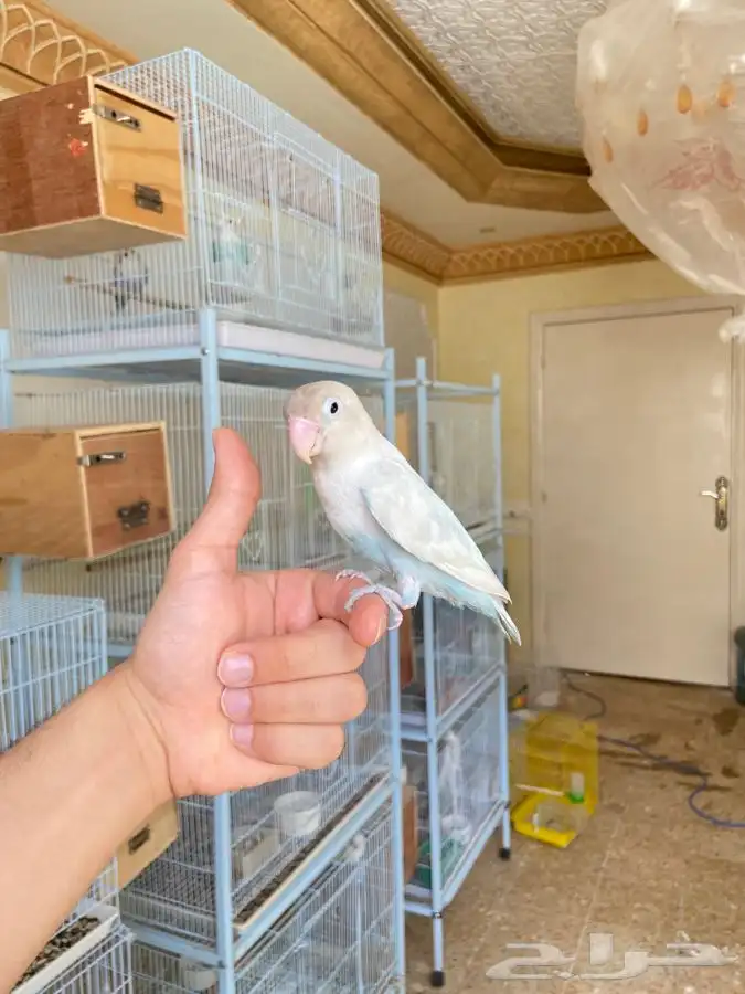 انثى فيشر اليفه 4