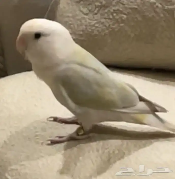 عصفور روز 1