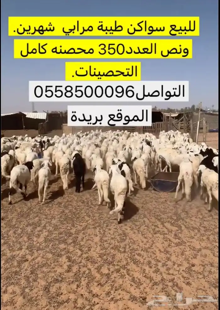 البيع سواكن طيبة مرابي العدد350 0