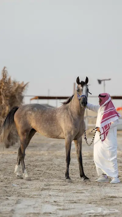 فرس 0