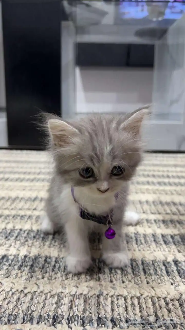 قطط 0