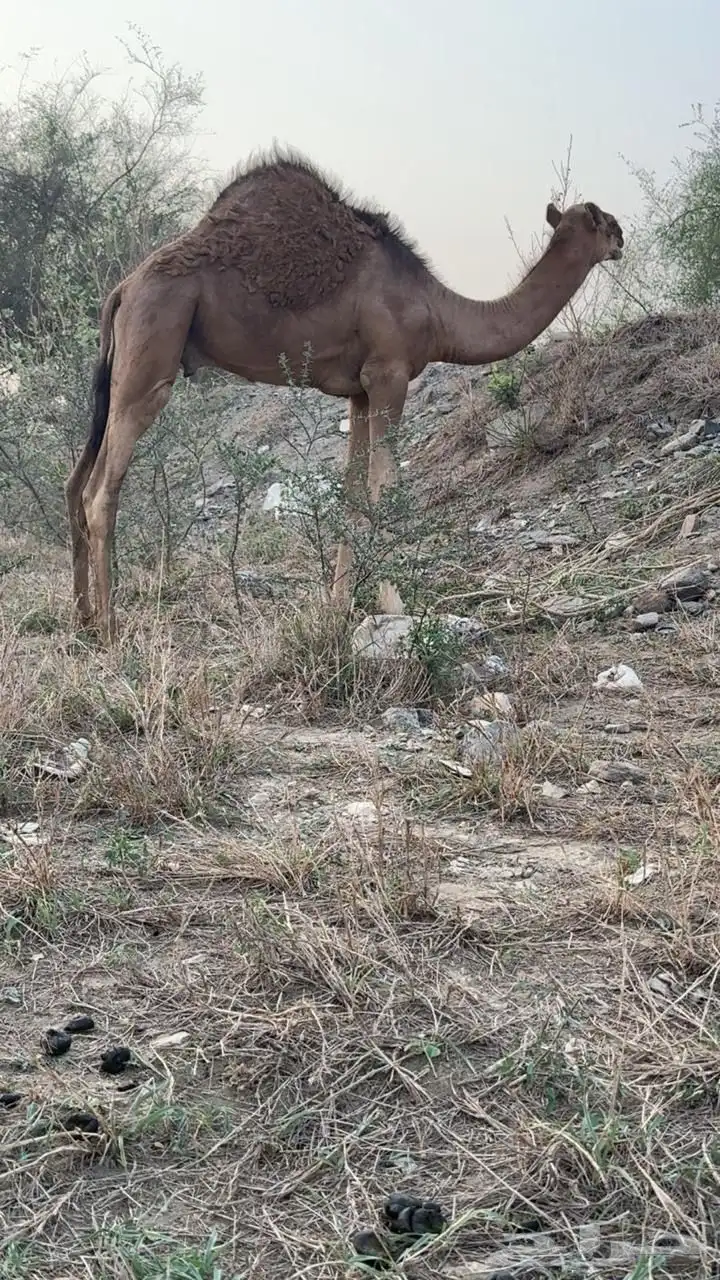 تيوس 4