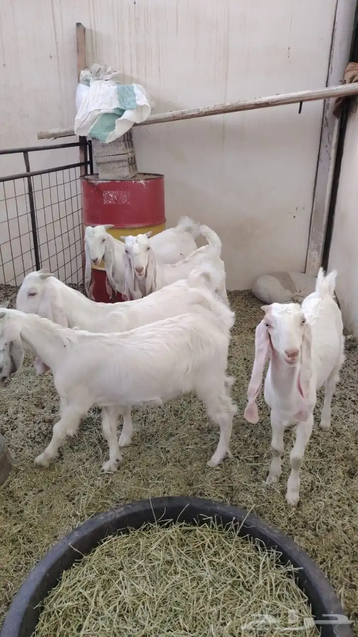جفار البيع مطورات عددها خمسه 3 جفرات وعدد 2 تيس 1
