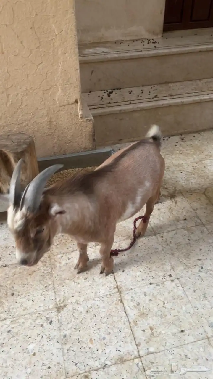 تيس قزم 1