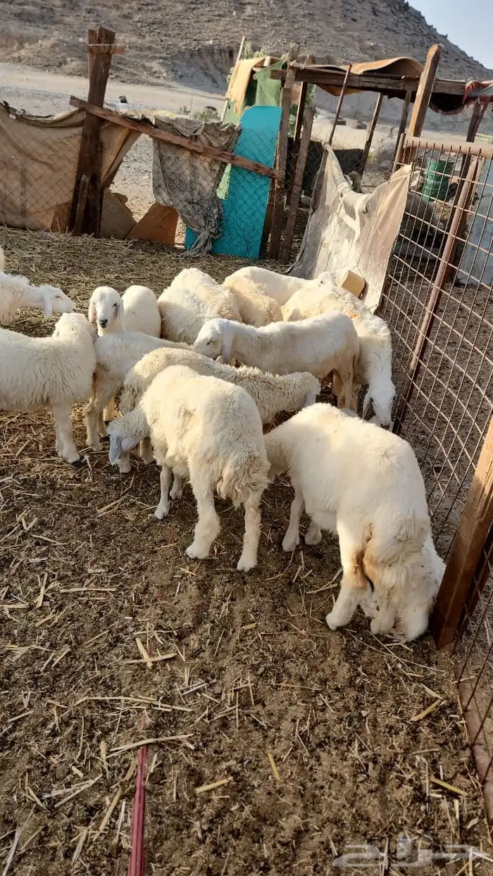 غنم حري أوزان مختلفه جدعان 2