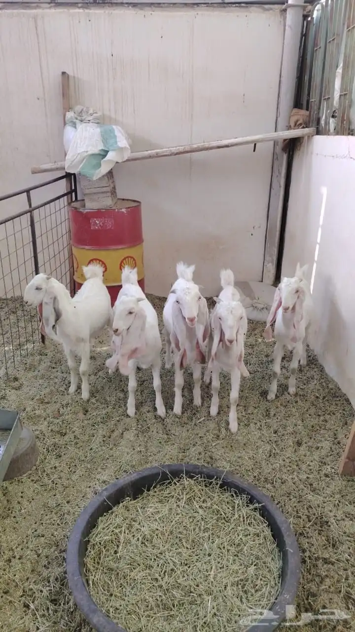 جفار البيع مطورات عددها خمسه 3 جفرات وعدد 2 تيس 0