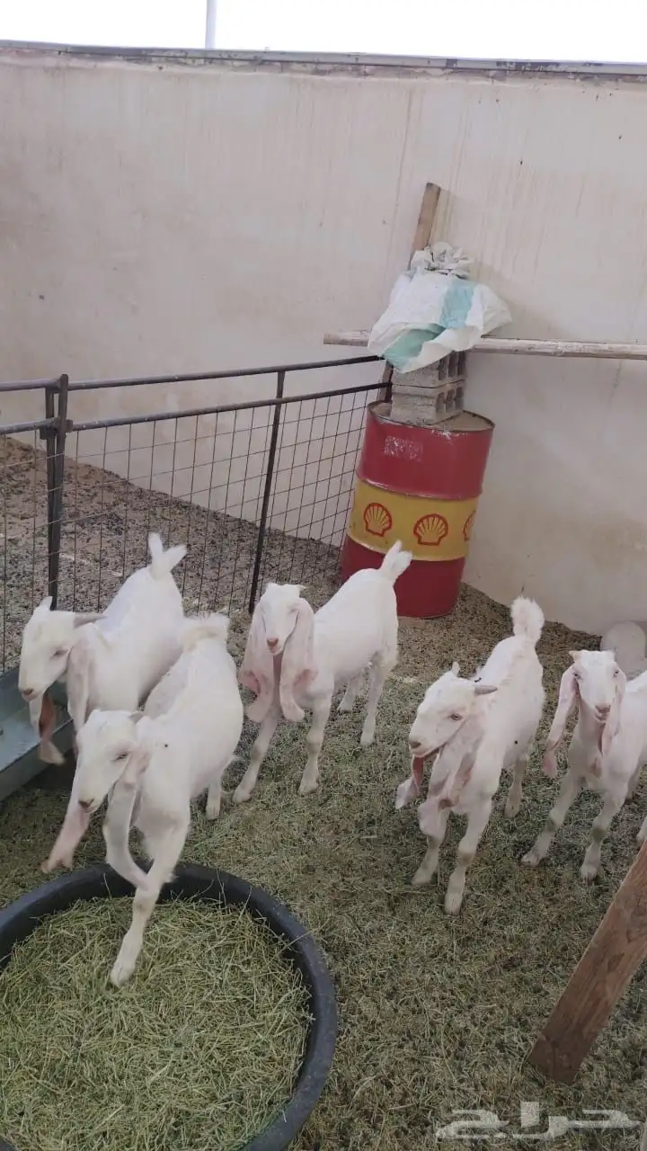 جفار البيع مطورات عددها خمسه 3 جفرات وعدد 2 تيس 3