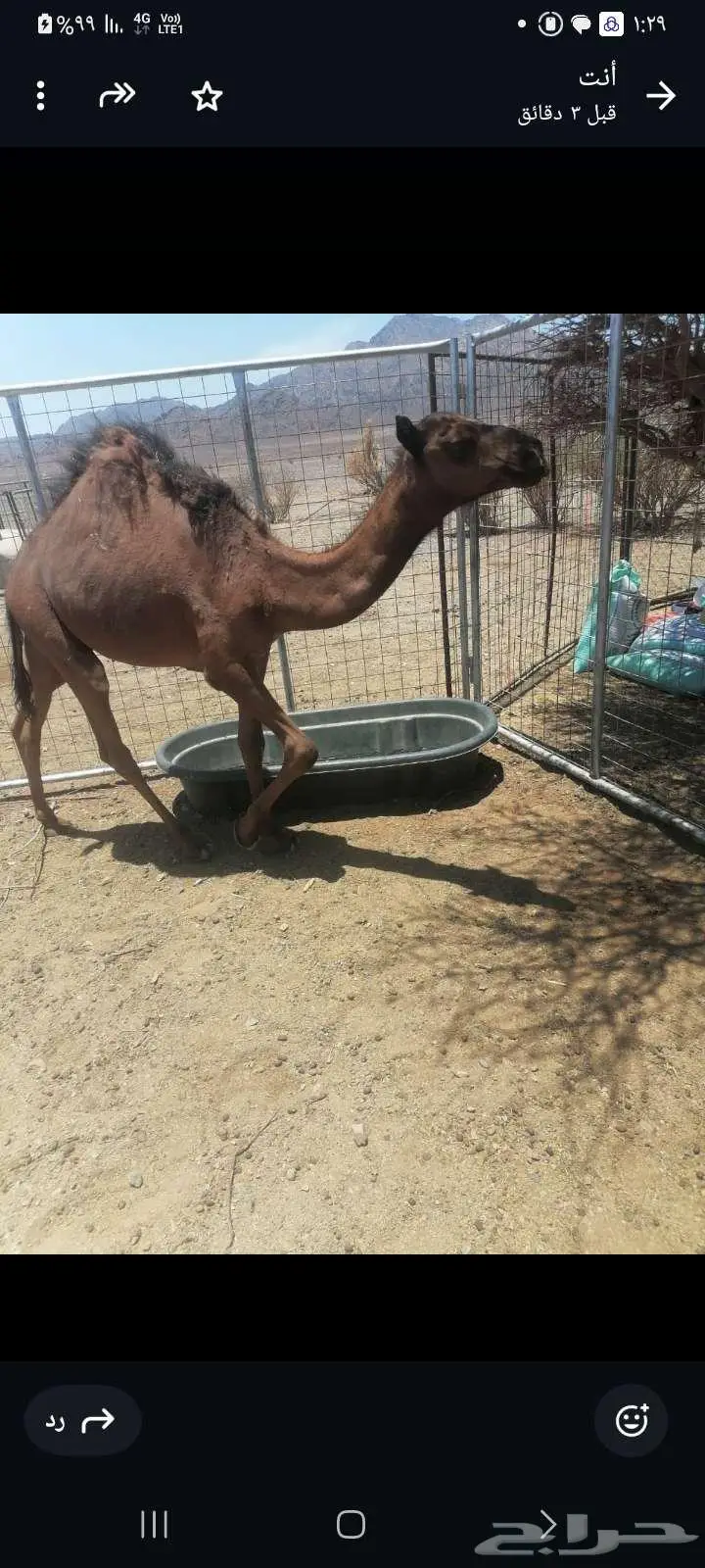 قعدان للبيع 1