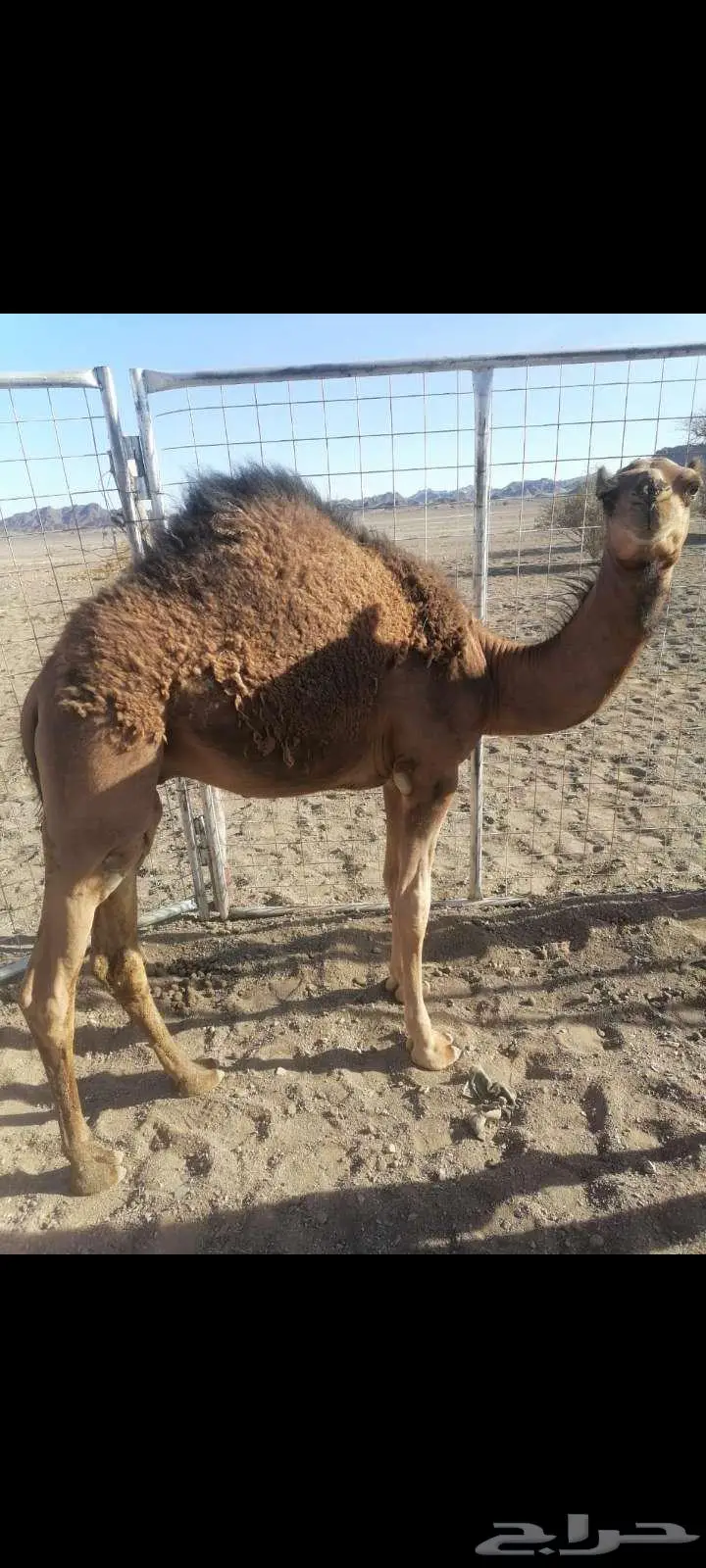 قعدان للبيع 3