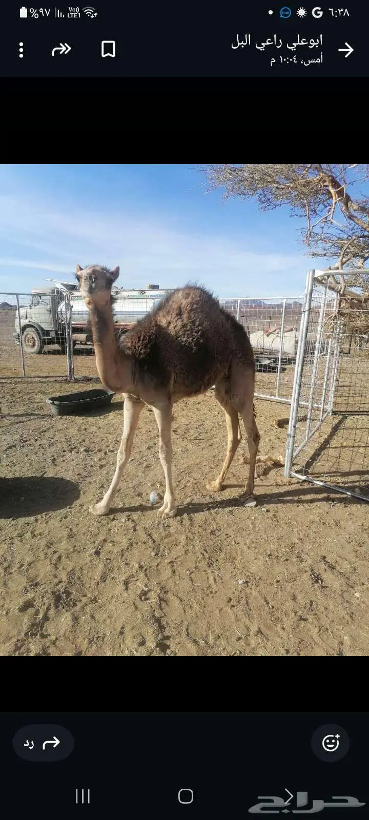قعدان للبيع 2