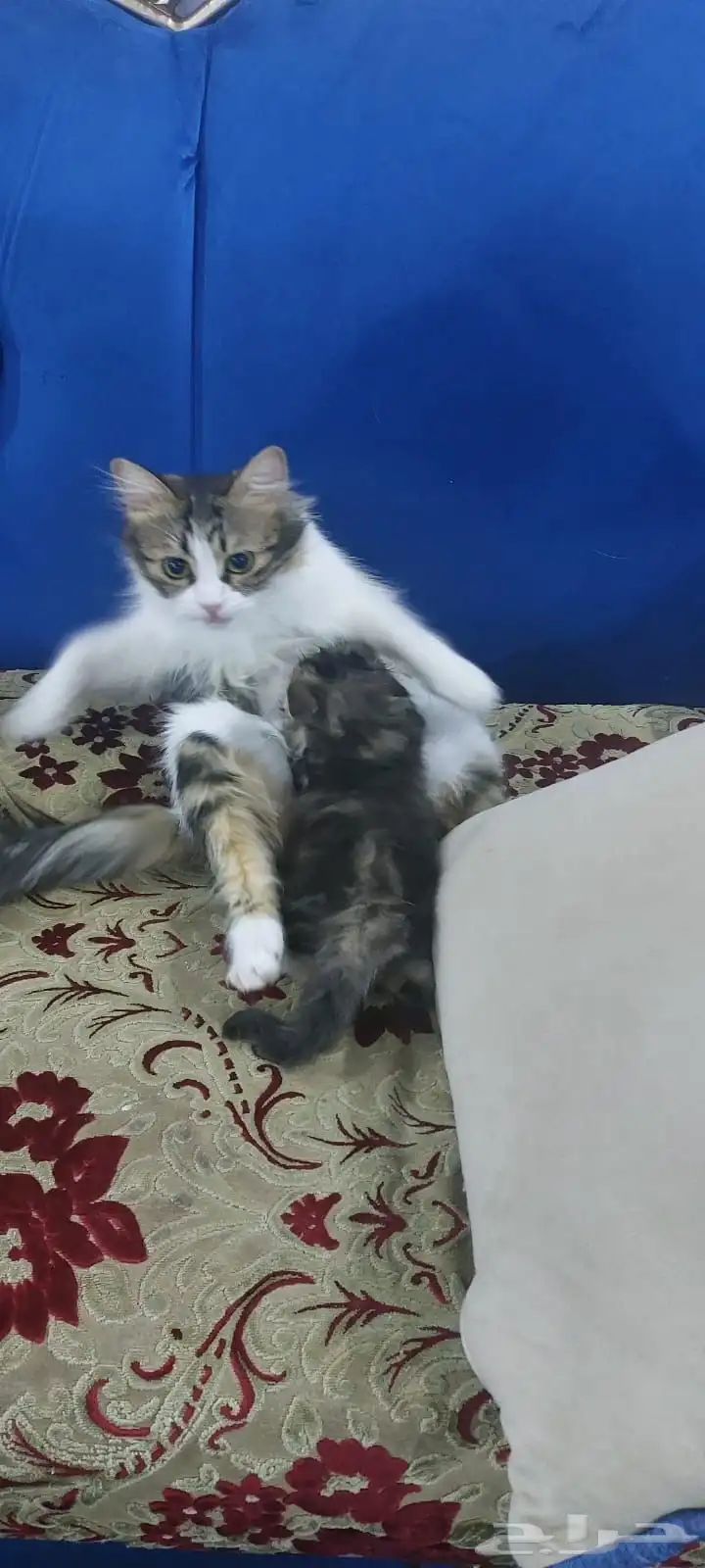 تبني قطط 0