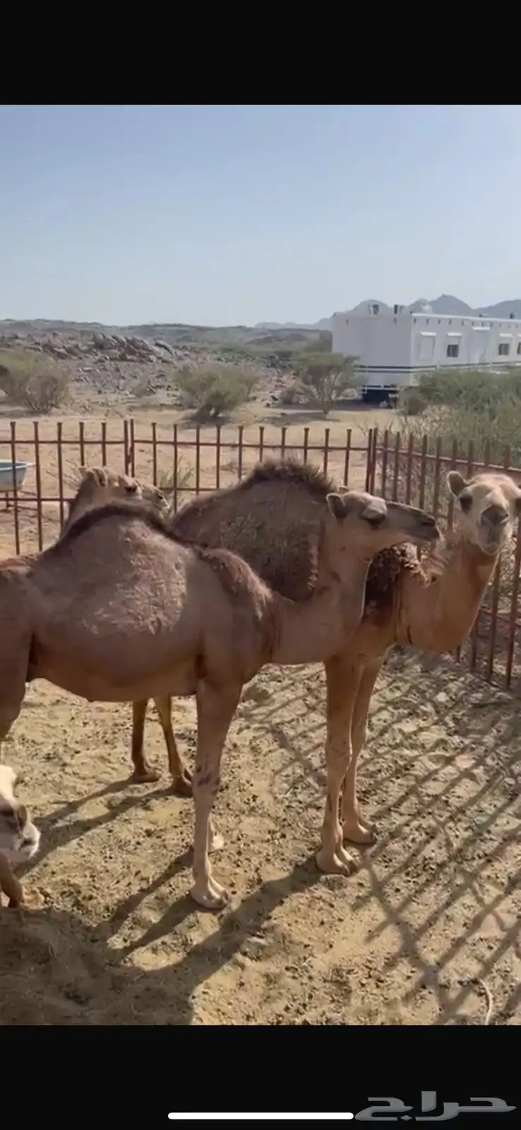 حشوان بر ومشروطه 0