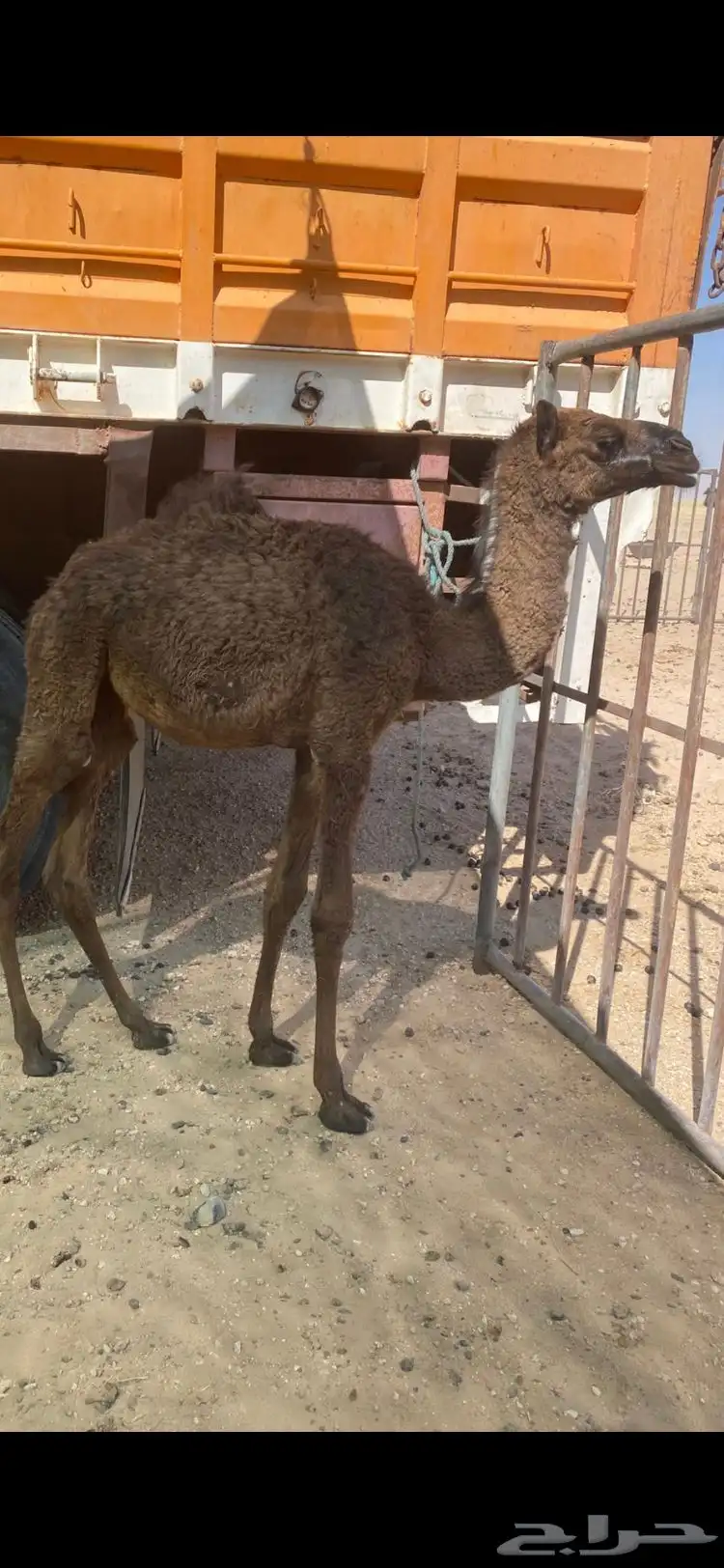 بكره 0