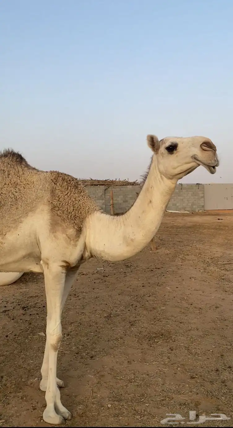 لقيه شقحاء 0