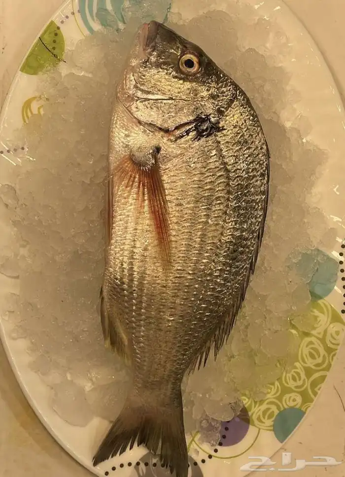 للبيع سمك وروبيان 0
